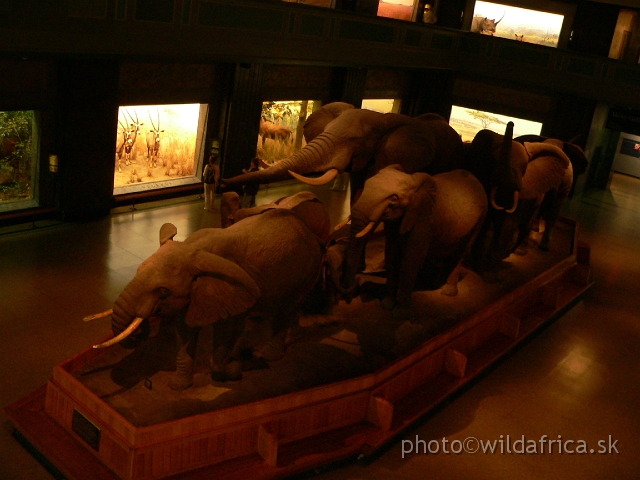 Picture 163.jpg - Carl Akeley´s Hall of African Mammals - the highlight of American Museum of Natural History. The main goal of my visit of this museum in New York city.